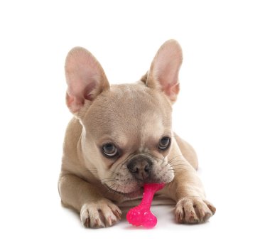 Beyaz arka planda evcil oyuncağı olan sevimli Fransız bulldog köpeği.