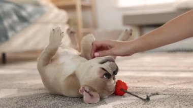 Bir kadın, sevimli Fransız bulldog köpeğiyle yerde oynaşıyor, yakın plan.