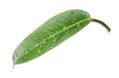 Yeşil yasemin yaprağı ve beyaz üzerine su damlaları.