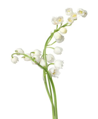 Vadinin güzel kokulu çiçekleri beyazlar üzerinde izole edilmiş.