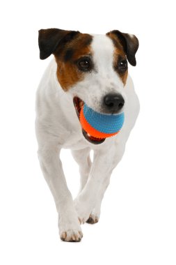 Beyaz arka planda oyuncakla oynayan sevimli bir köpek. Sevimli hayvan