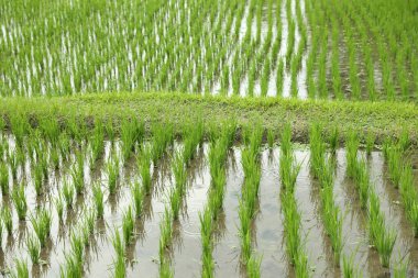 Çeltik tarlasında olgunlaşan pirinç bitkileri, yakın plan