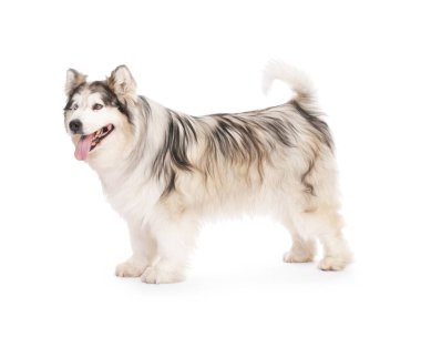 Beyaz arka planda güzel Alaska malamute köpeği
