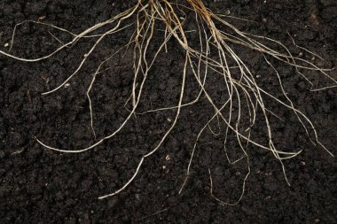 Toprakta kökü olan bitki, üst görünüm
