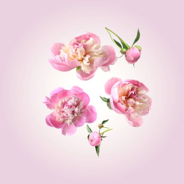 Güzel şakayık çiçekleri ve yeşil yapraklar pembe eğimli arka plana düşüyor