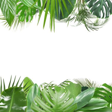 Beyaz arka planda taze yeşil tropikal yapraklardan yapılmış çerçeve