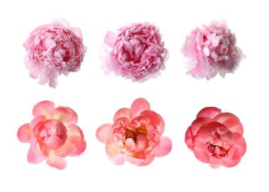 Aromatik şakayık çiçekleri beyaz üzerine izole edilmiş, set