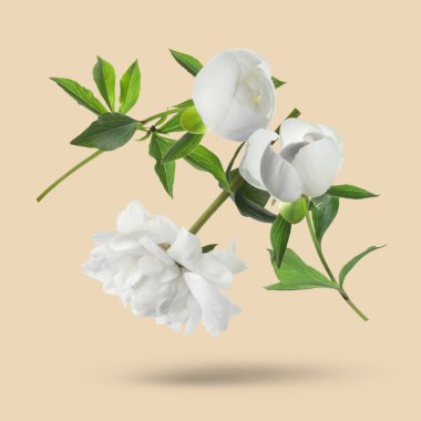 Bej arkaplana düşen güzel beyaz şakayıklar