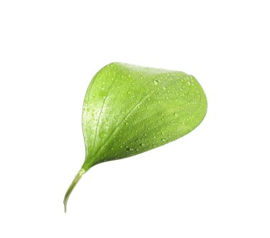 Beyaz üzerinde su damlaları olan bir Ruscus yaprağı