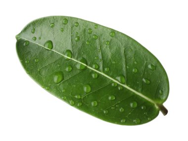 Yeşil yasemin yaprağı ve beyaz üzerine su damlaları.