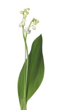 Vadinin güzel kokulu çiçekleri beyazlar üzerinde izole edilmiş.