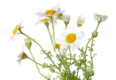 Bir sürü güzel papatya çiçeği beyaz üzerine izole edilmiş.