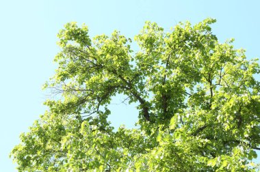 Mavi gökyüzünün altında yeşil yapraklı ağaç dalları, alçak açı manzaralı