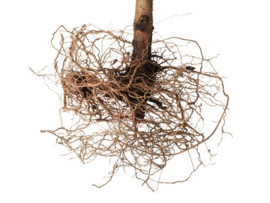 Kökleri beyaza ayrılmış bir bitki.