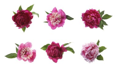 Aromatik pembe şakayık çiçekleri beyaz üzerine izole edilmiş, set