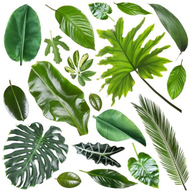 Birçok farklı tropikal yaprak beyaz üzerine izole, set