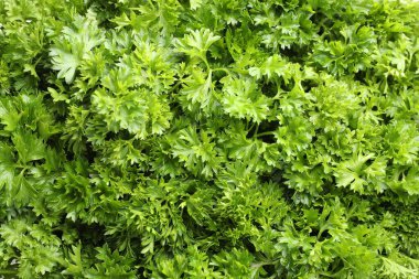 Arka plan olarak taze kıvırcık maydanoz, yakın plan görünümü