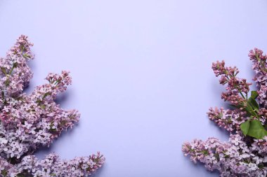 Eflatun arka planda güzel leylak çiçekleri, düz yatış. Metin için boşluk