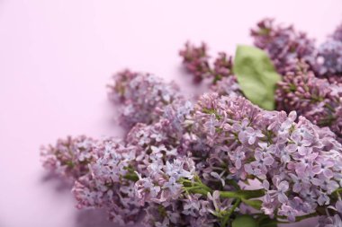 Pembe arka planda güzel leylak çiçekleri, yakın plan.