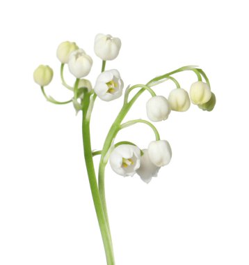 Vadinin güzel kokulu çiçekleri beyazlar üzerinde izole edilmiş.