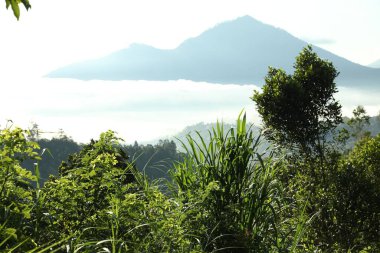 Dağdaki ormanda farklı bitkiler yetişiyor.