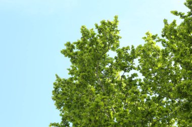 Mavi gökyüzünün altında yeşil yapraklı ağaç dalları, alçak açı manzaralı