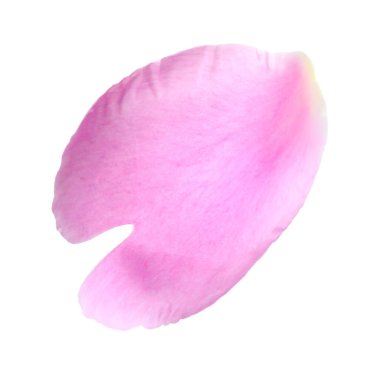 Güzel bir şakayık yaprağı beyaz üzerine izole edilmiş.