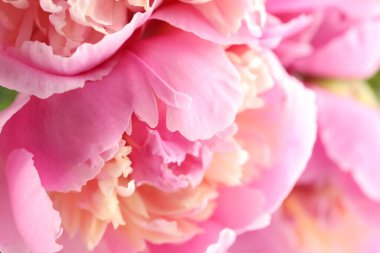 Arka plan olarak güzel şakayık çiçekleri, makro görünüm