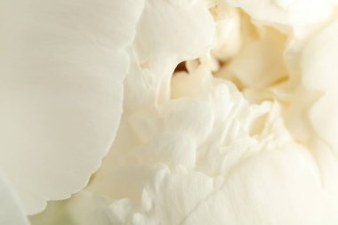 Arka plan olarak güzel şakayık çiçeği, makro görünüm