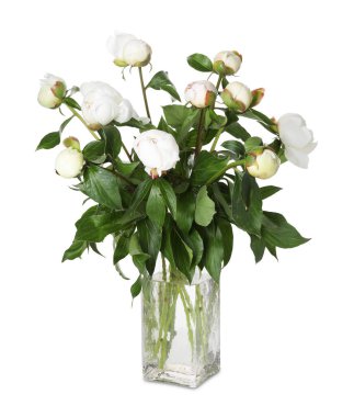 Vazodaki güzel şakayık çiçekleri beyaz vazoda izole edilmiş.