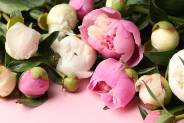 Pembe arka planda güzel şakayık çiçekleri, yakın plan