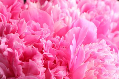 Arka plan olarak güzel şakayık demeti, yakın plan.