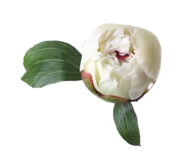 Beyaz yapraklı güzel şakayık çiçekleri