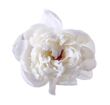 Güzel bir şakayık çiçeği beyaz üzerine izole edilmiş