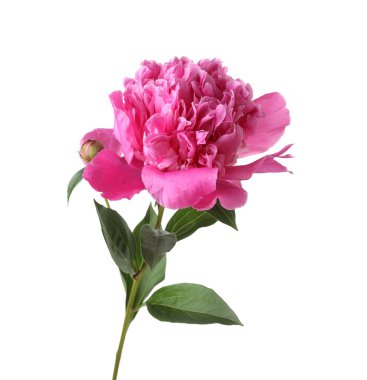 Güzel, pembe bir şakayık beyaz üzerine izole edilmiş.