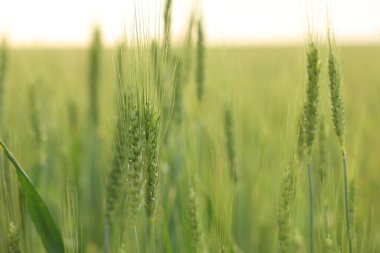 Açık havada buğday filizi büyüyor, yakın plan.