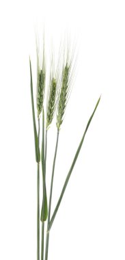 Güzel yeşil buğday başakları beyaza izole edilmiş.