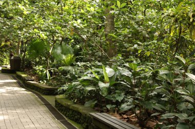 Güzel yemyeşil tropikal alanlar ve parktaki ahşap banklar