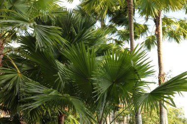 Açık havada yetişen güzel yeşil palmiye ağaçları, alçak açı manzaralı.