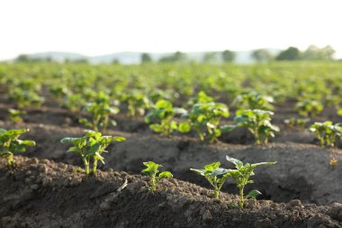 Açık havada verimli topraklarda yetişen yeşil patates filizleri, yakın plan.