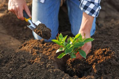 Dışarıdaki toprağa tohum eken adam, yakın plan.