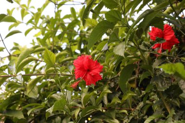 Hibiscus çalılığı. Açık havada büyüyen güzel çiçekler. Yakın plan.