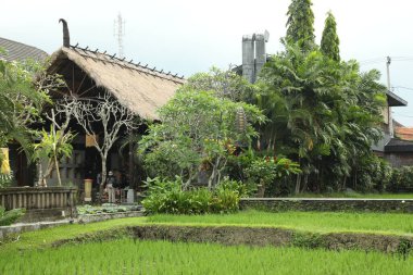 Bali, Endonezya - 22 Mayıs 2025: Tatil köyünde büyüyen farklı güzel bitkiler