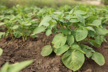Sebze bahçesinde patatesler yetişiyor. Yakın plan.
