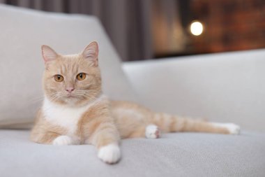 Evdeki kanepede oturan sevimli kızıl kedi.