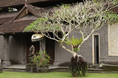 Bali, Endonezya - 31 Mayıs 2025: Villa ve tatil köylerindeki farklı bitkiler