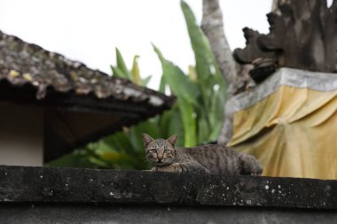 Dışarıda çitte dinlenen sevimli tekir kedi.