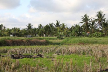 Tarla ve palmiye ağaçlarının resimli görüntüsü