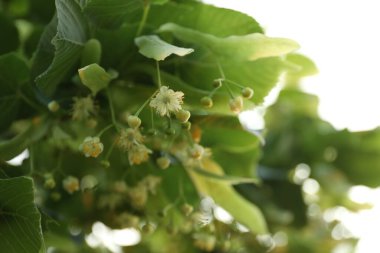 Yaprakları ve çiçekleri olan ıhlamur ağacı dalları, yakın plan. Metin için boşluk