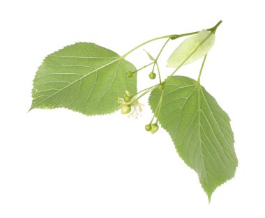 Güzel çiçekli ve beyaz yapraklı ıhlamur dalı